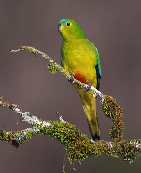 Orange-bellied Parrot